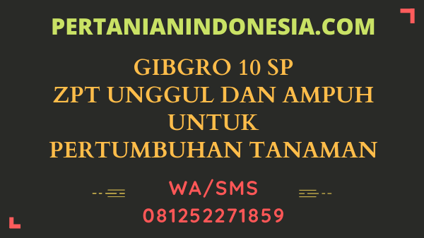 Gibgro 10 SP ZPT Unggul Dan Ampuh Untuk Pertumbuhan Tanaman